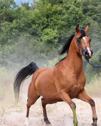 cavallo 
