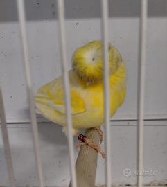 Canarini Gloster e non solo