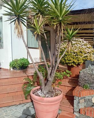 yucca