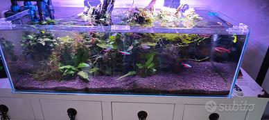 acquario completo 