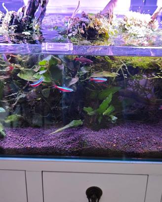 acquario completo 