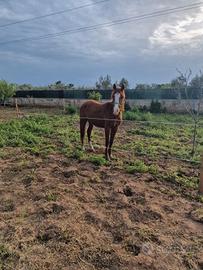 Quarter Horse puledro