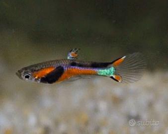 Pesci per acquario tropicale endler oseibo