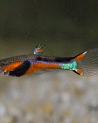 Pesci per acquario tropicale endler oseibo
