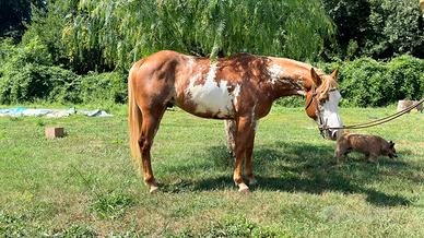 Cavallo Paint