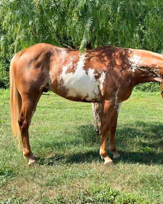 Cavallo Paint