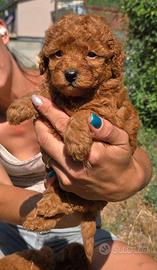 Barboncino nano rosso