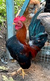 Gallo serama 7 mesi