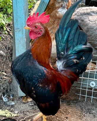 Gallo serama 7 mesi