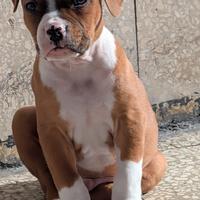 Pitbull amstaff