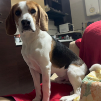 Beagle maschio per una storia d amore
