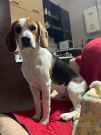 Beagle maschio per una storia d amore