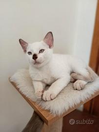 Gattini siamesi thai