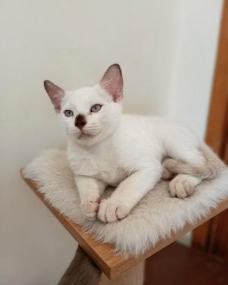 Gattini siamesi thai