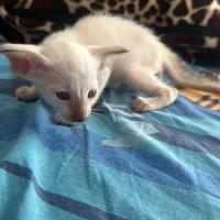 Cuccioli siamesi gattini purissima razza
