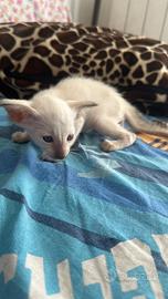 Cuccioli siamesi gattini purissima razza