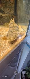 pesci polypterus 