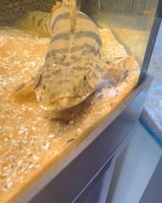 pesci polypterus 