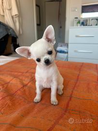 Cucciola di chihuahua bianca