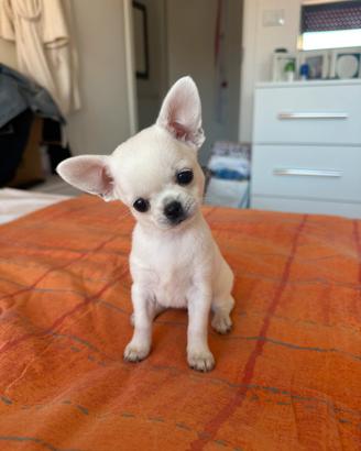 Cucciola di chihuahua bianca