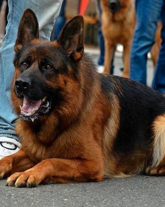 Cuccioli pastore tedesco selezionati