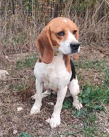 Capo muta x cinghiale