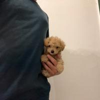 Maltipoo Red " mini toy " Barboncino Maltese