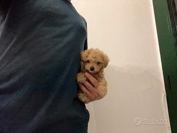 Maltipoo Red " mini toy " Barboncino Maltese