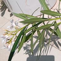 VASO DESIGN MODERNO+diverse Piante BIO 4 stagioni