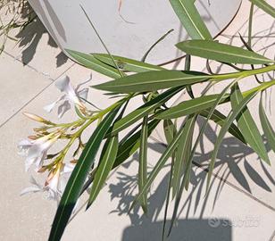 VASO DESIGN MODERNO+diverse Piante BIO 4 stagioni