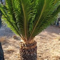 Cycas di varie dimensioni