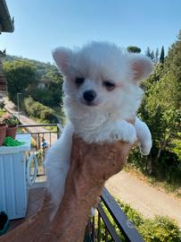 Chihuahua maschietto