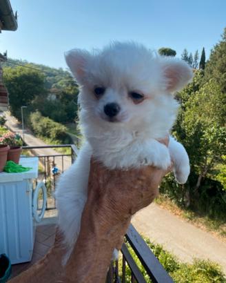 Chihuahua maschietto