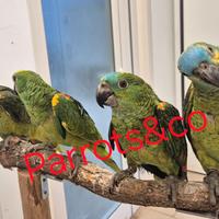 Amazzoni fronte blu allevate a mano