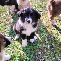 Cuccioli border collie