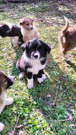 Cuccioli border collie
