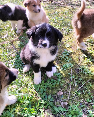 Cuccioli border collie