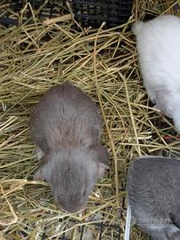 Conigli di razza Ariete Inglese giganti