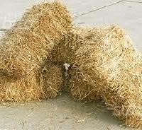 fieno e paglia per presepe e S.Lucia