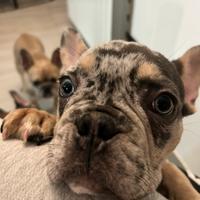 Cucciolo bulldog francese merle