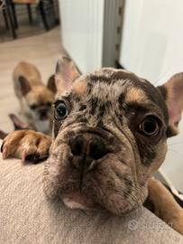 Cucciolo bulldog francese merle