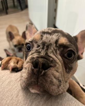 Cucciolo bulldog francese merle