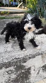 Ultimi cuccioli di barboncino nano