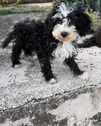 Ultimi cuccioli di barboncino nano