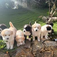 Cuccioli incrocio maremmano