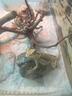 pogona