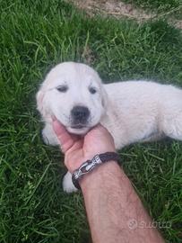 Golden retriever con pedigree