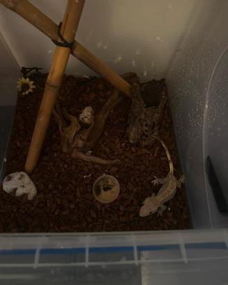 Coppia geco ciliatus