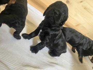 Cocker Spaniel Inglese cuccioli