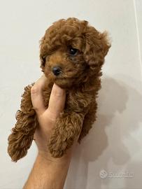 Cuccioli Barboncino toy